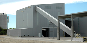 tectum